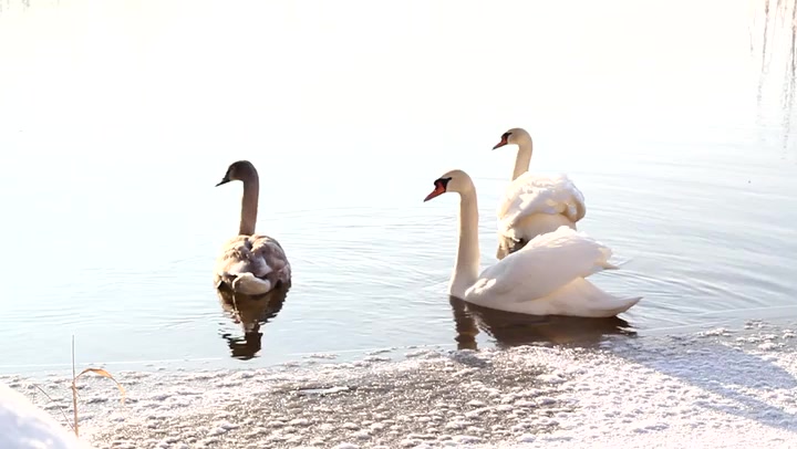 Swimming Swans 2