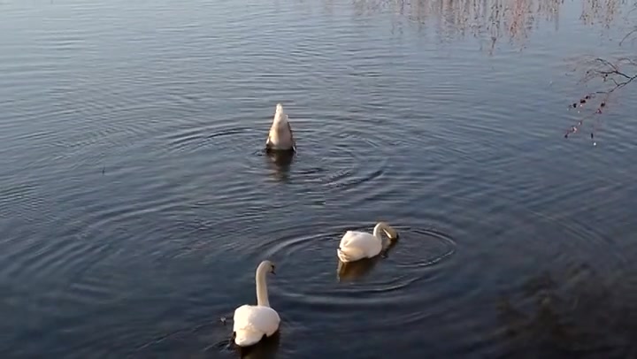 Swimming Swans 6