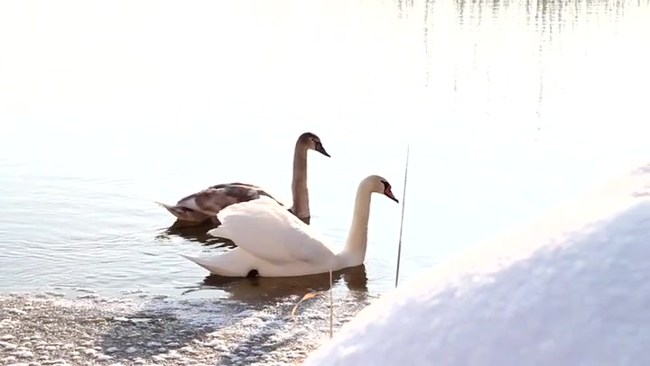 Swimming Swans 3