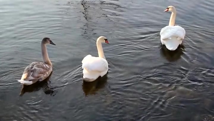 Swimming Swans 4
