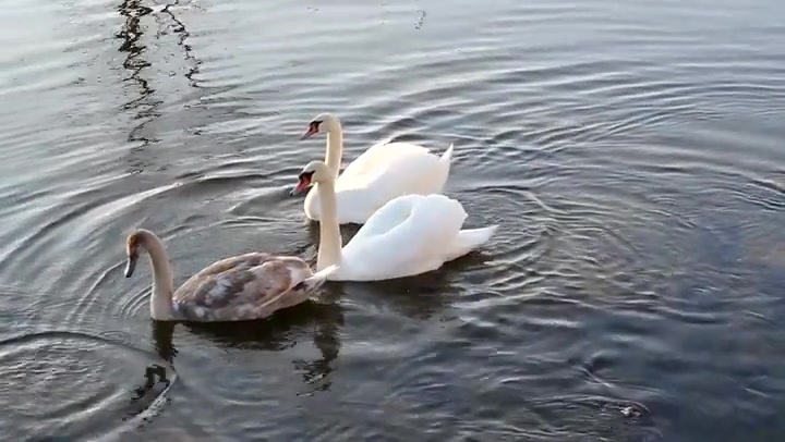 Swimming Swans 5