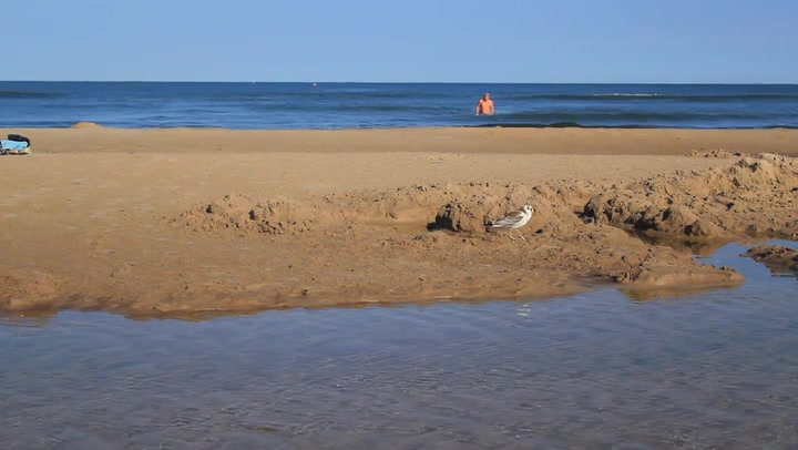 Gull On The Beach