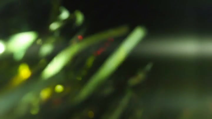 Light Leaks Element 188