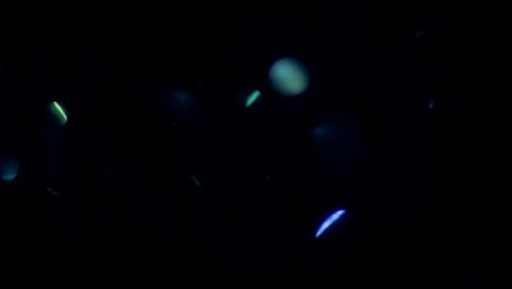 Light Leaks Element 313