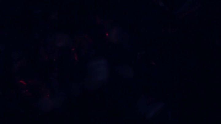 Light Leaks Element 317