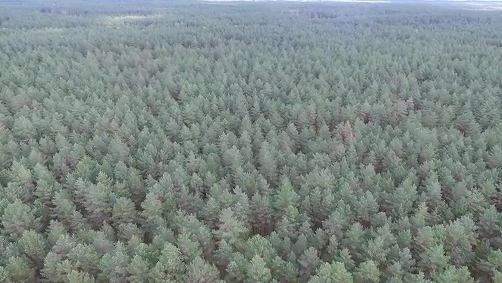 Aerial View Over The Forest 9