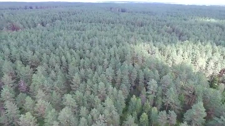 Aerial View Over The Forest 11