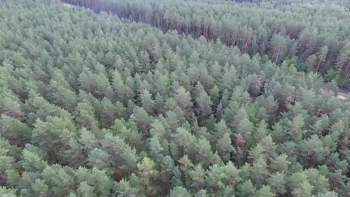 Aerial View Over The Forest 14