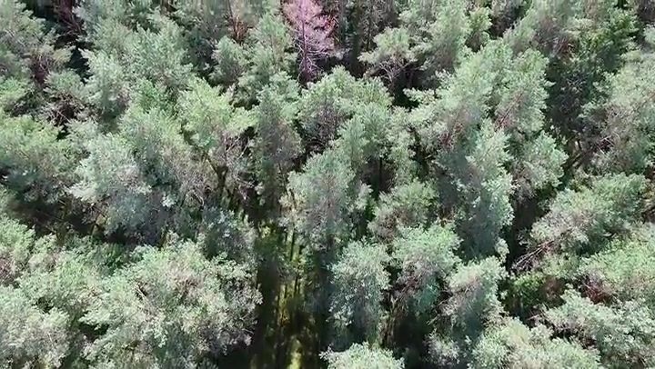 Aerial View Over The Forest 15