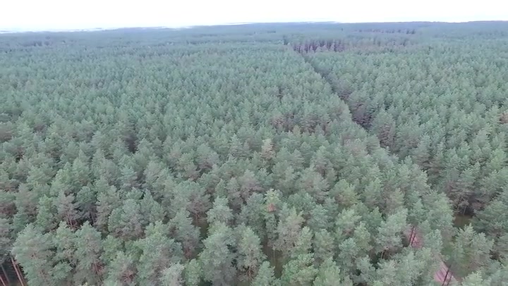 Aerial View Over The Forest 6