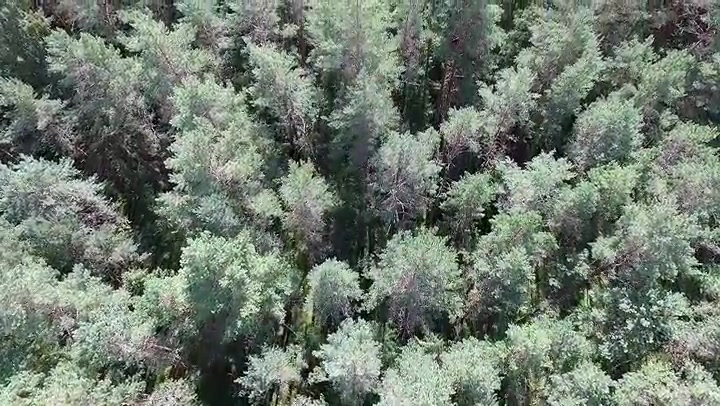Aerial View Over The Forest 16
