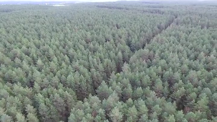 Aerial View Over The Forest 13