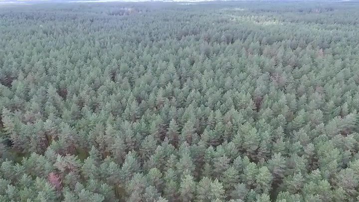 Aerial View Over The Forest 8