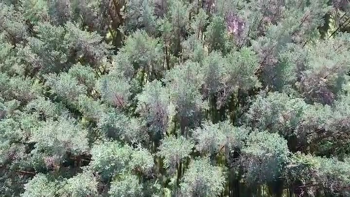 Aerial View Over The Forest 17