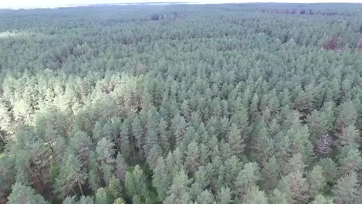 Aerial View Over The Forest 10