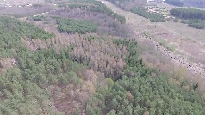 Flight Over The Trees