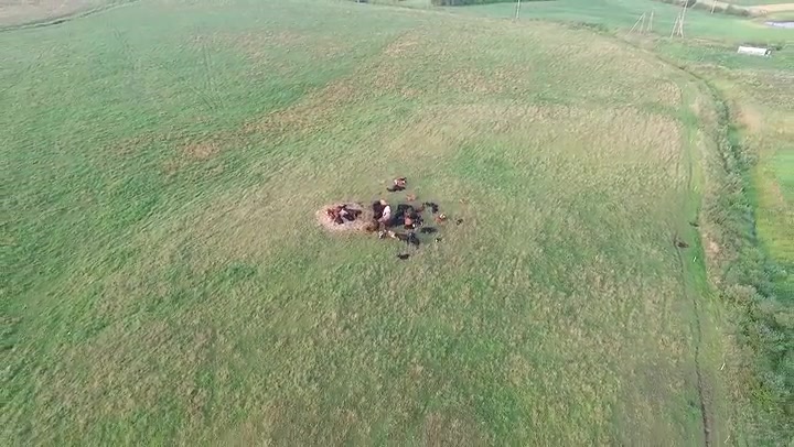 Flight Over Cows In Meadow 6