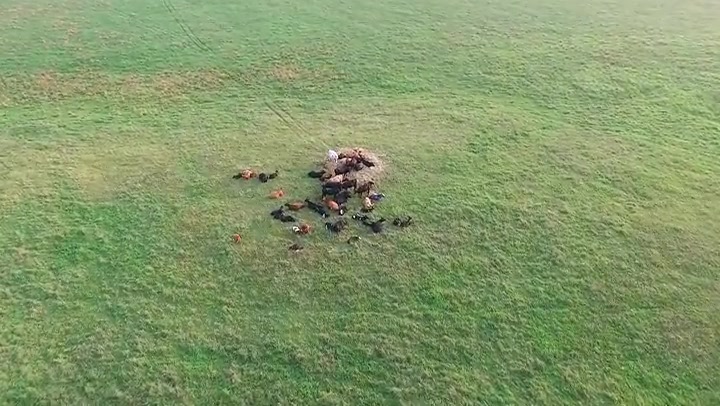 Flight Over Cows In Meadow 1