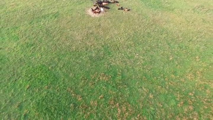 Flight Over Cows In Meadow 2