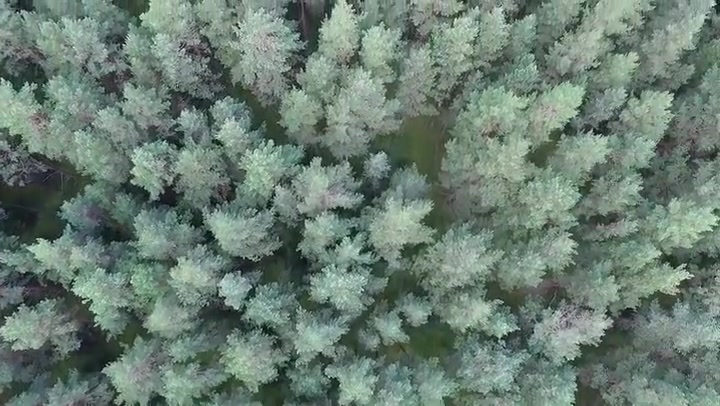 Vertical Flight Over The Forest 1