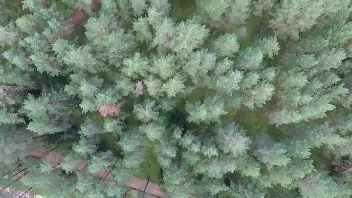 Vertical Flight Over The Forest And Highway