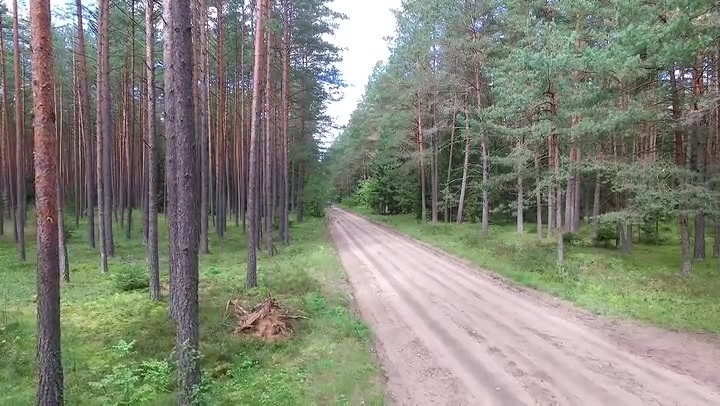 Car Passing By On Gravel Road In Forest 1