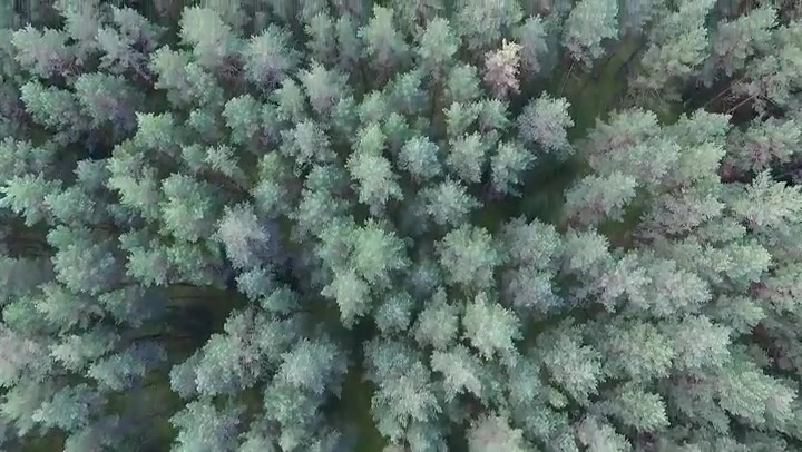 Vertical Flight Over The Forest 5