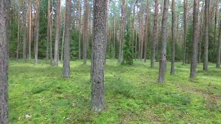 Flight Between Trees In Forest 1