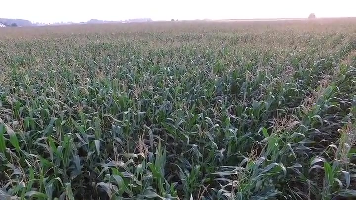 Panorama Over Corn Field