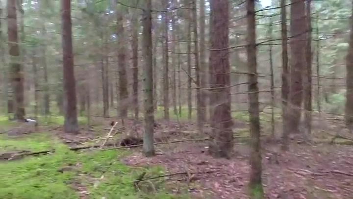 Flight Between Trees In Forest 4