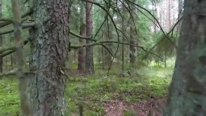 Flight Between Trees In Forest 6
