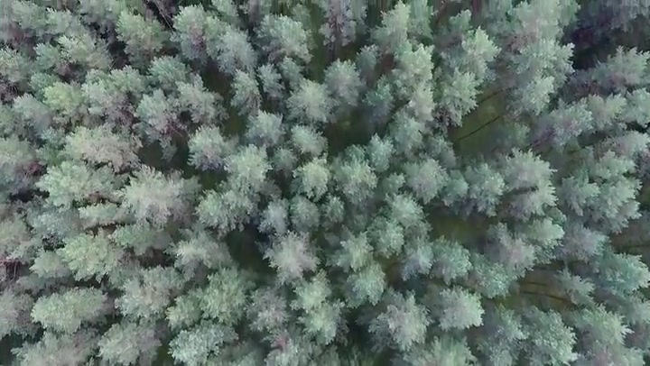 Vertical Flight Over The Forest 4