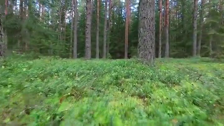 Low Flight Between Trees In Forest 1