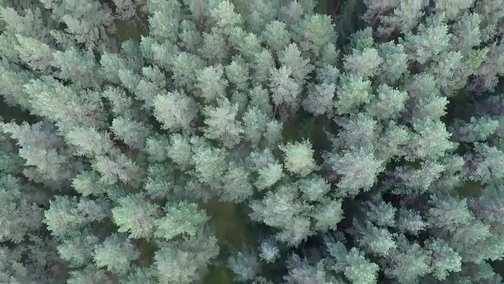 Vertical Flight Over The Forest 2