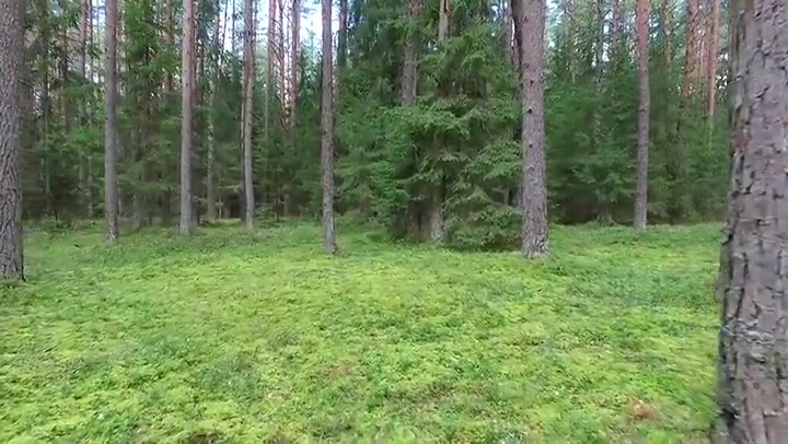 Flight Between Trees In Forest 2