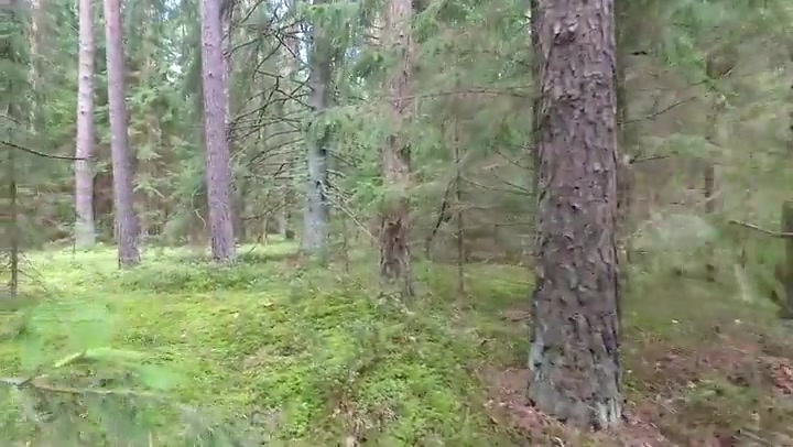 Flight Between Trees In Forest 3