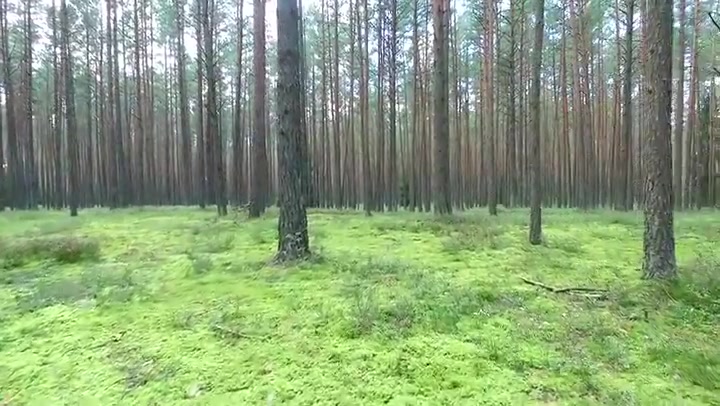 Flight Between Trees In Forest 9