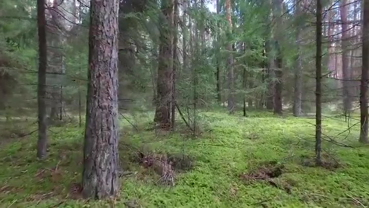 Flight Between Trees In Forest 5