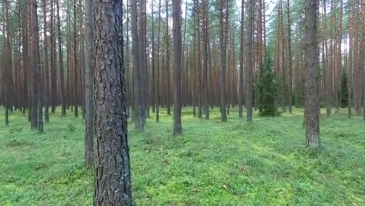 Flight Between Trees In Forest 8
