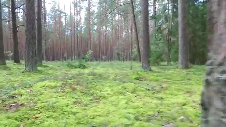 Low Flight Between Trees In Forest 4