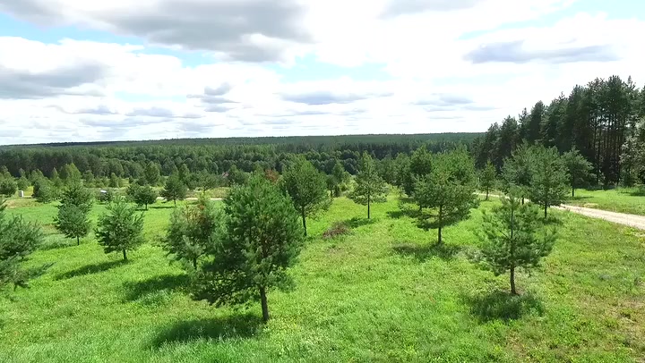 Panorama Over The Forest Near Country