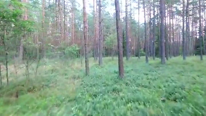 Flight Between Trees In Forest 11