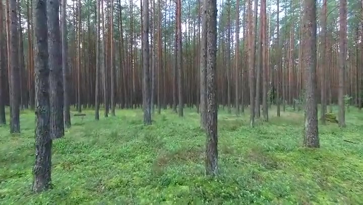 Flight Between Trees In Forest 7