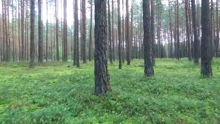 Flight Between Trees In Forest 10