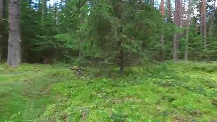 Low Flight Between Trees In Forest 3