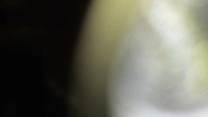 Just Pattern Light Leaks Transition Overlay 60fps