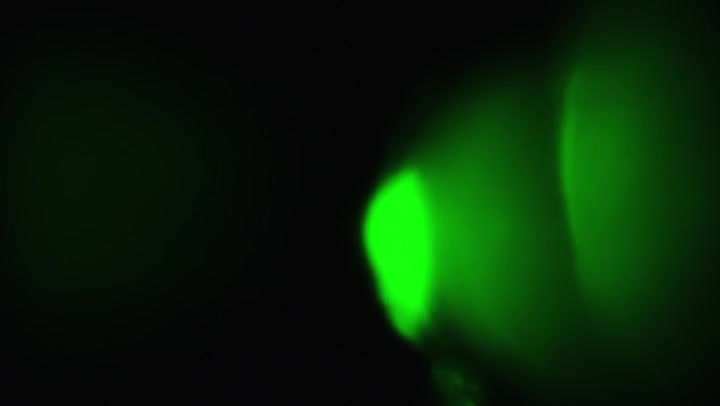 Maniacal Light Leaks Transition Overlay 60fps